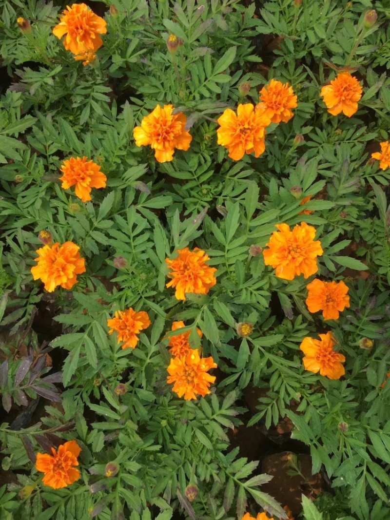 孔雀草，黄花，红花，基地直供，大盆小盆，单季开花
