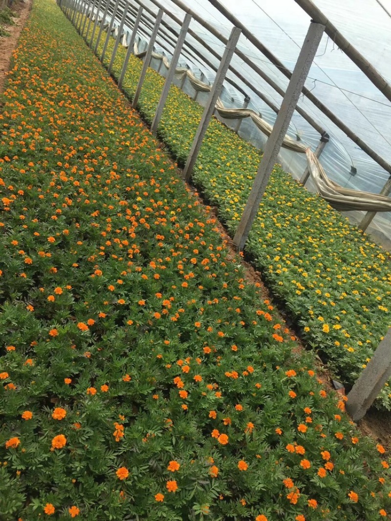 孔雀草，黄花，红花，基地直供，大盆小盆，单季开花