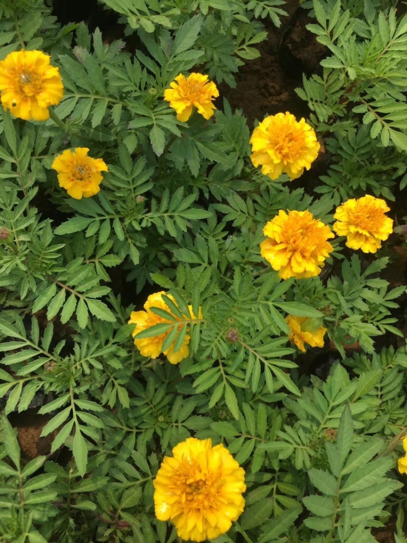 孔雀草，黄花，红花，基地直供，大盆小盆，单季开花