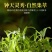 霍山铁石斛花，铁皮石斛花，霍山米斛花，2021年新品上市