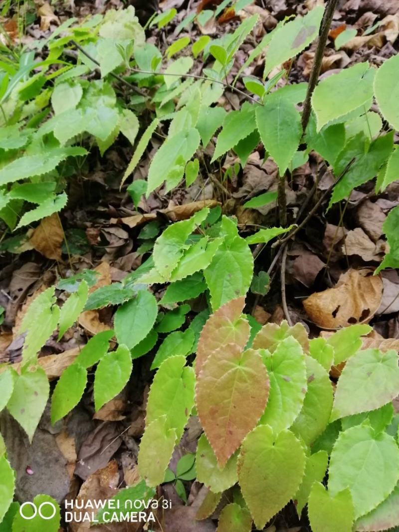 淫羊藿