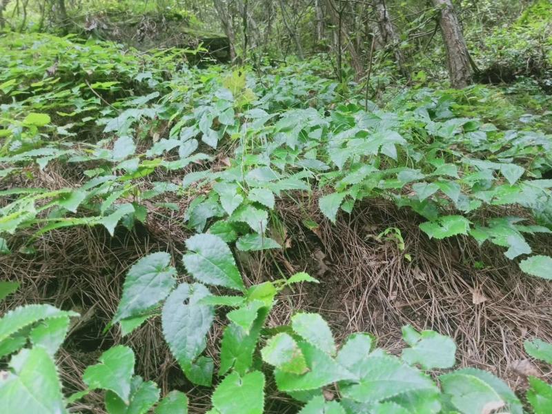 淫羊藿