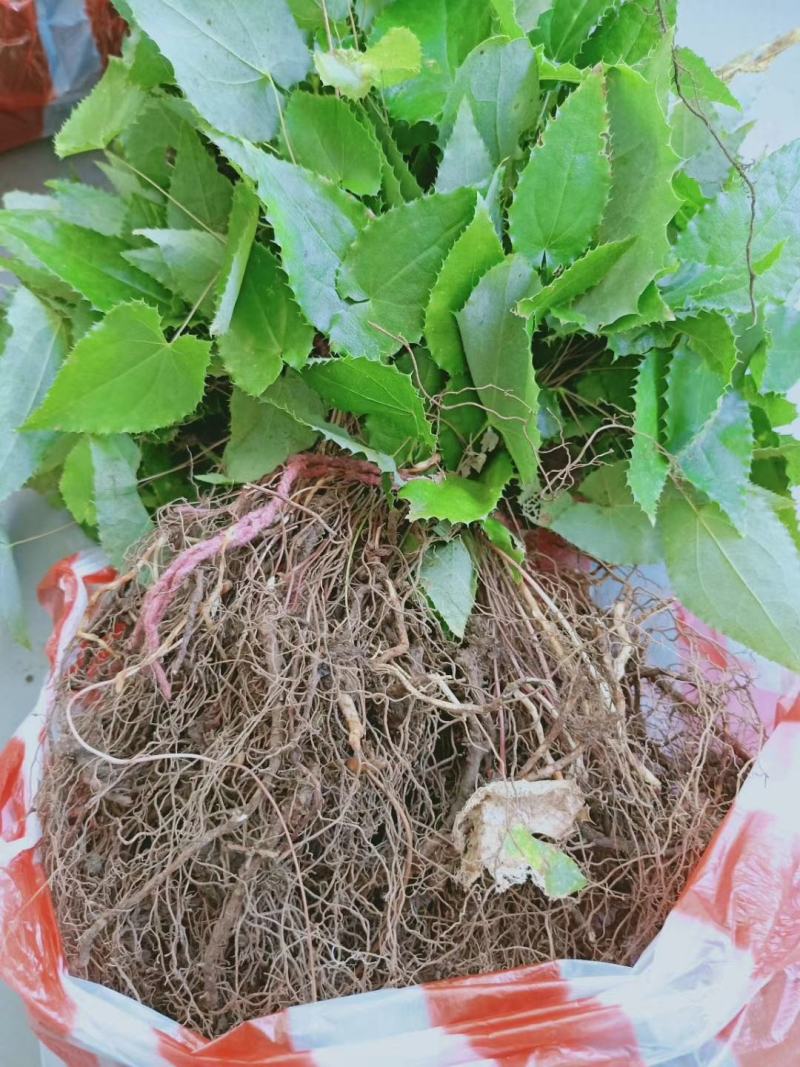 淫羊藿