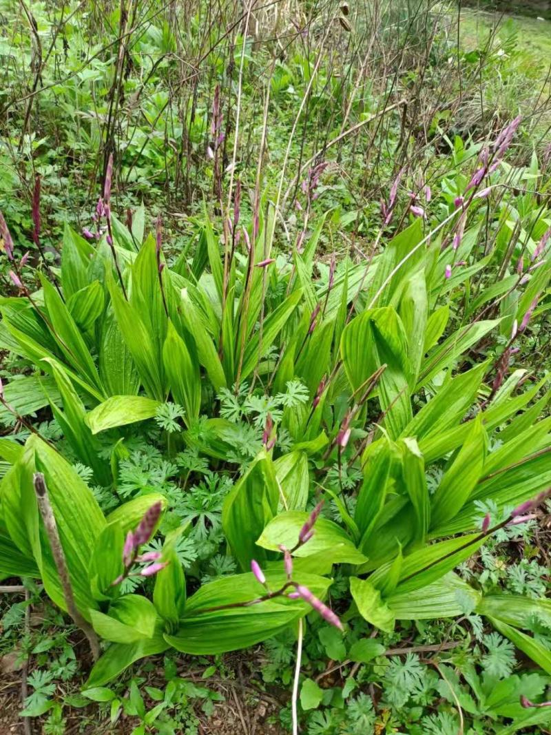 半野生白芨，五年了，需要可以挖鲜货