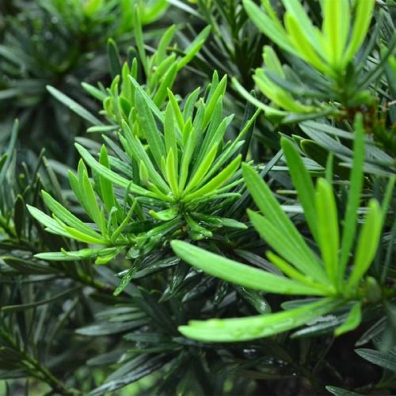 冷藏罗汉松种籽日本珍珠雀舌贵妃红芽珍珠台湾兰屿大叶罗汉