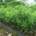 冷藏罗汉松种籽日本珍珠雀舌贵妃红芽珍珠台湾兰屿大叶罗汉