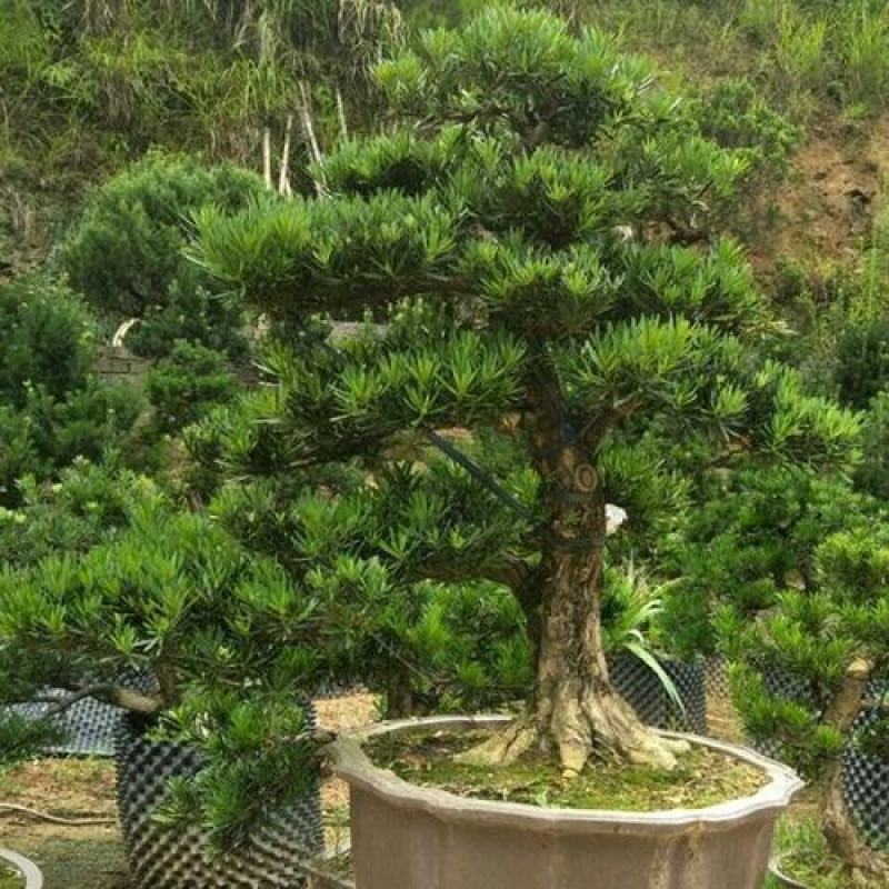 冷藏罗汉松种籽日本珍珠雀舌贵妃红芽珍珠台湾兰屿大叶罗汉
