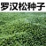 冷藏罗汉松种籽日本珍珠雀舌贵妃红芽珍珠台湾兰屿大叶罗汉