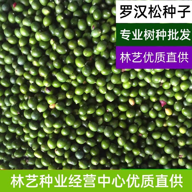 冷藏罗汉松种籽日本珍珠雀舌贵妃红芽珍珠台湾兰屿大叶罗汉