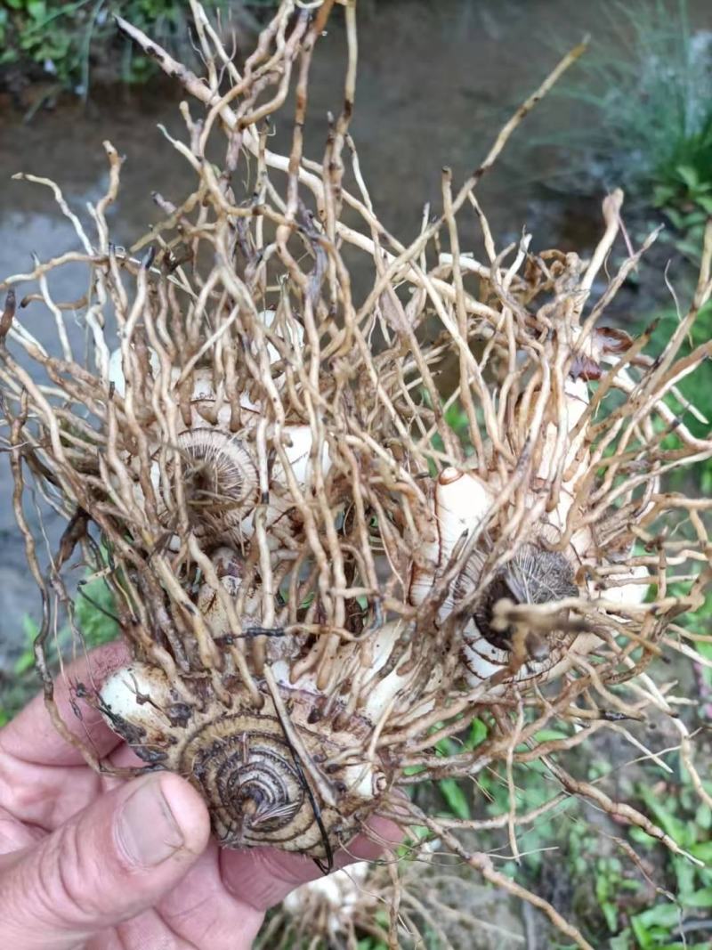 大别山野生药材：白芨，
