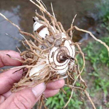 大别山野生药材：白芨，