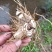 大别山野生药材：白芨，
