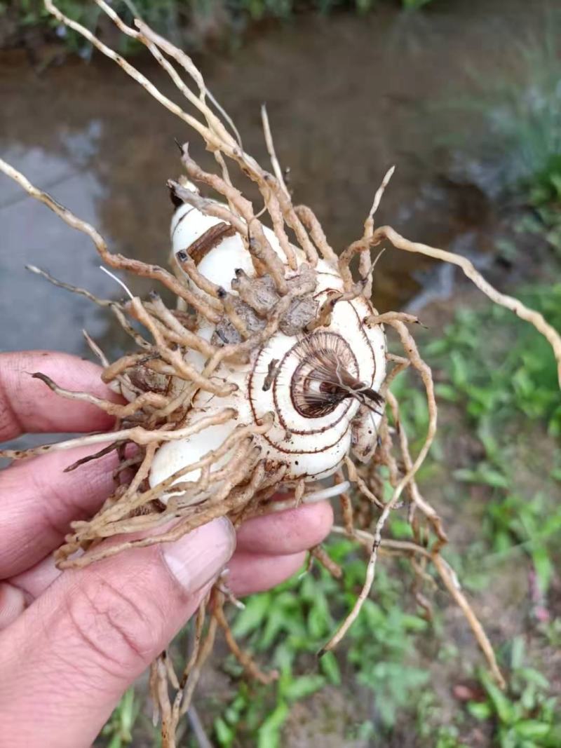 大别山野生药材：白芨，