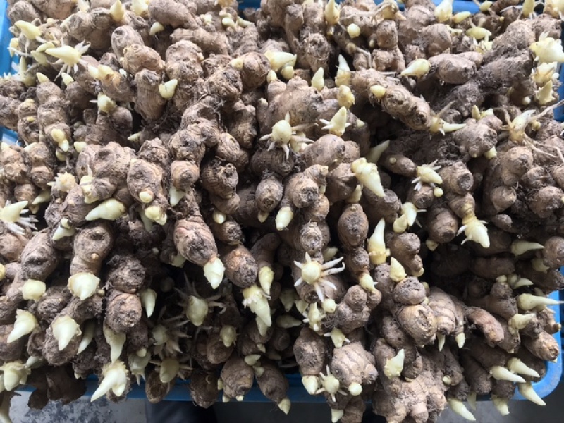生姜种洞姜优质红爪生姜种浙江磐安红爪姜种