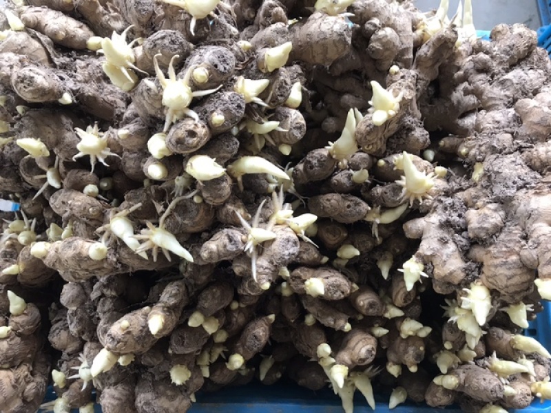 生姜种洞姜优质红爪生姜种浙江磐安红爪姜种