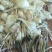 正定县田野共享生态农场，野蒜，小根蒜野香葱薤白现挖现卖。
