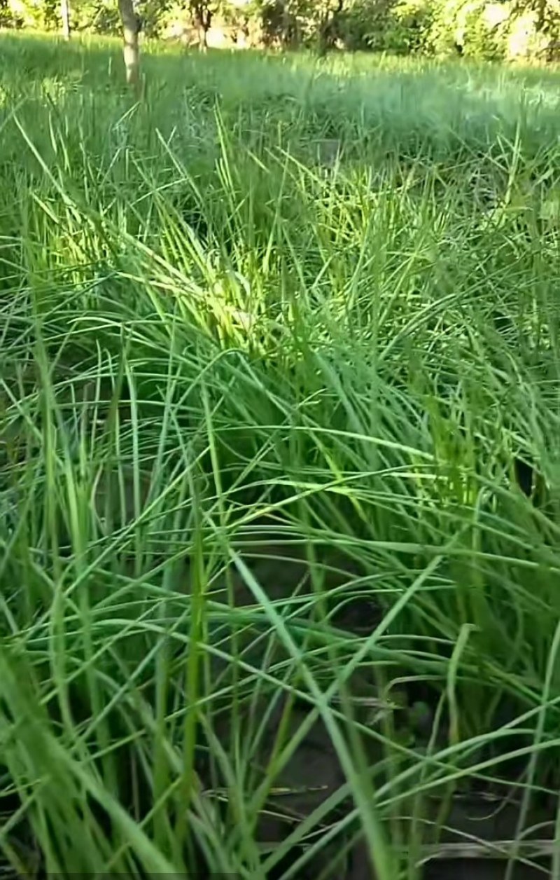 正定县田野共享生态农场，野蒜，小根蒜野香葱薤白现挖现卖。