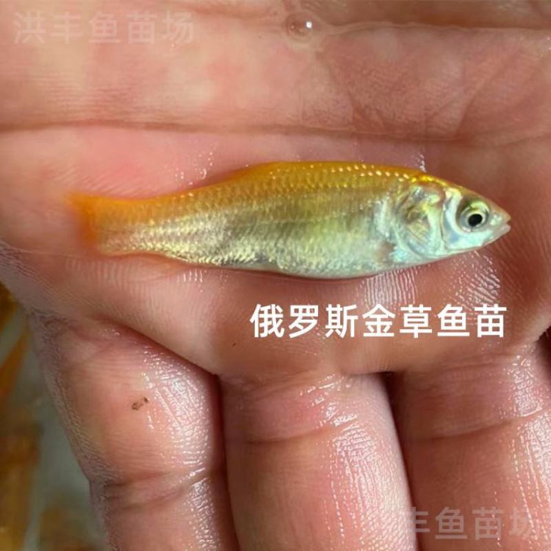 金丝草鱼苗、俄罗斯金草鱼苗、黄金鲩鱼苗大量上市批发出售