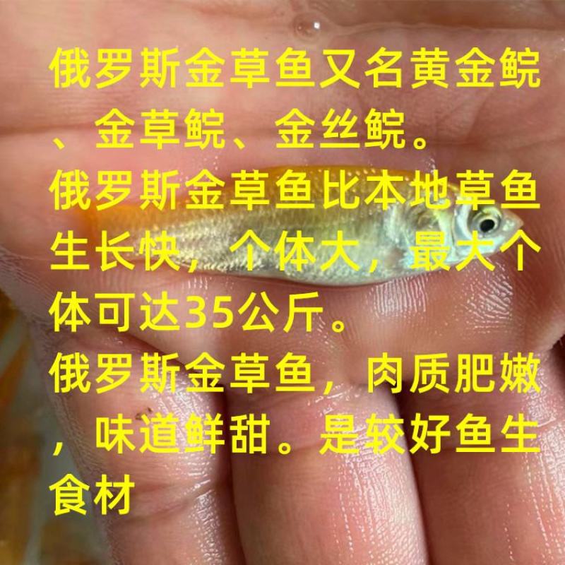 金丝草鱼苗、俄罗斯金草鱼苗、黄金鲩鱼苗大量上市批发出售