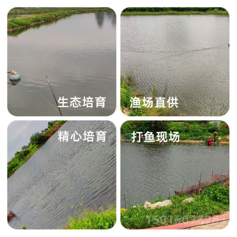 金丝草鱼苗、俄罗斯金草鱼苗、黄金鲩鱼苗大量上市批发出售
