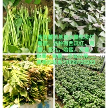 哈蜜红薯苗，紫薯苗，河南红薯苗新乡红薯苗，西瓜红薯苗