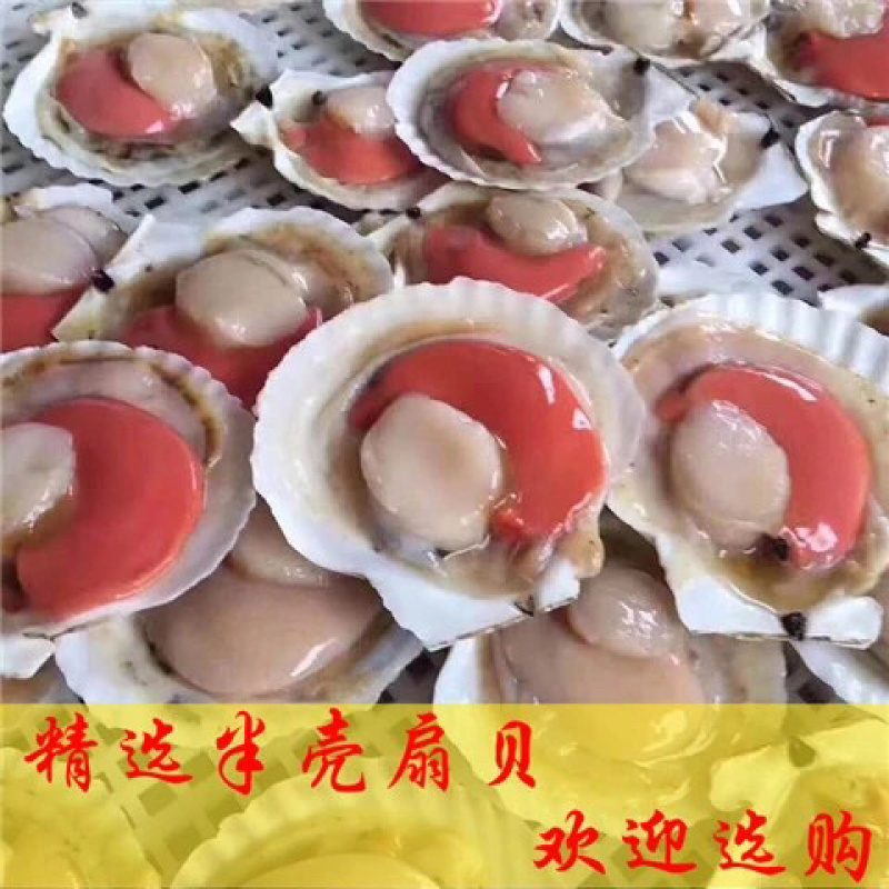 半壳扇贝大帆立贝肉冷冻特大带黄扇贝肉烧烤食材半壳虾夷贝