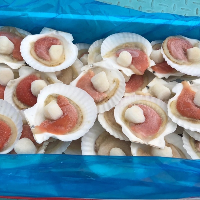 半壳扇贝大帆立贝肉冷冻特大带黄扇贝肉烧烤食材半壳虾夷贝