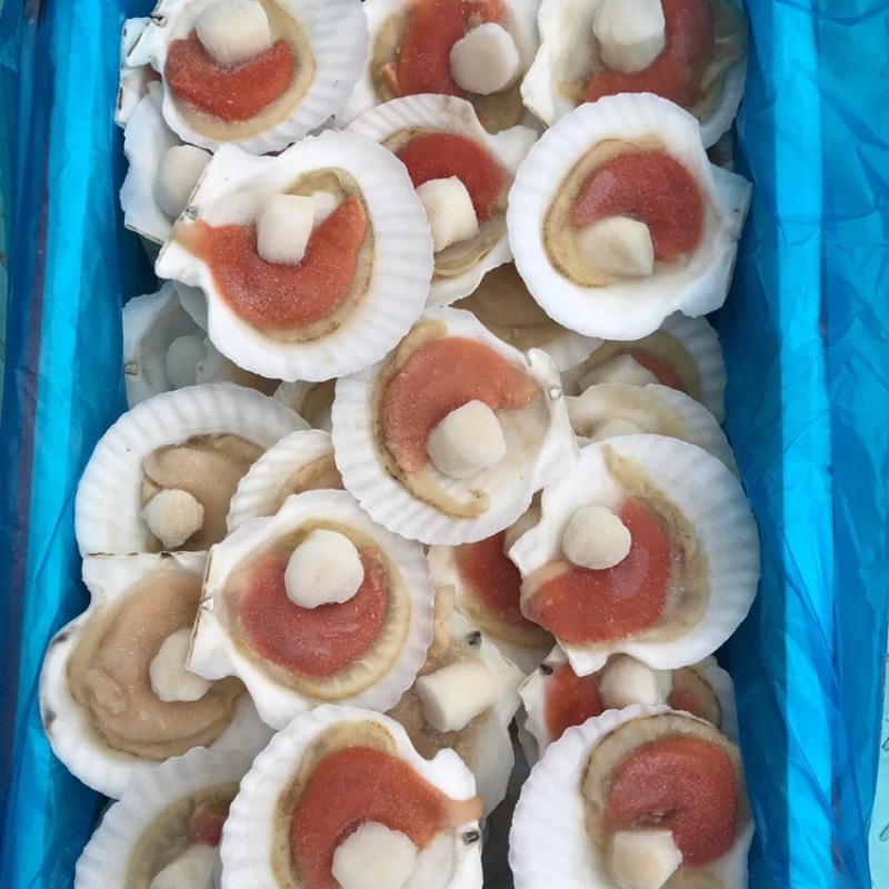 半壳扇贝大帆立贝肉冷冻特大带黄扇贝肉烧烤食材半壳虾夷贝