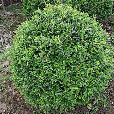 火棘球
