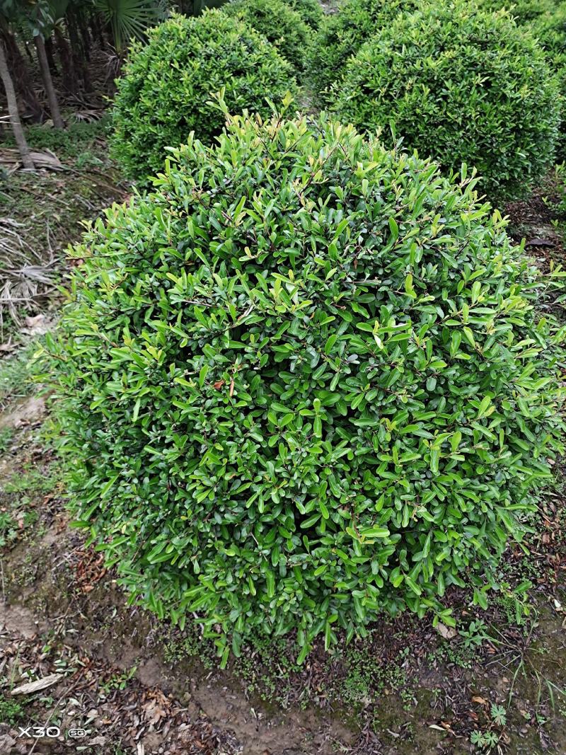 火棘球