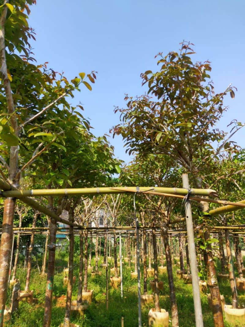 大叶紫薇。珍贵苗木。精品大叶紫薇8-9公分量大