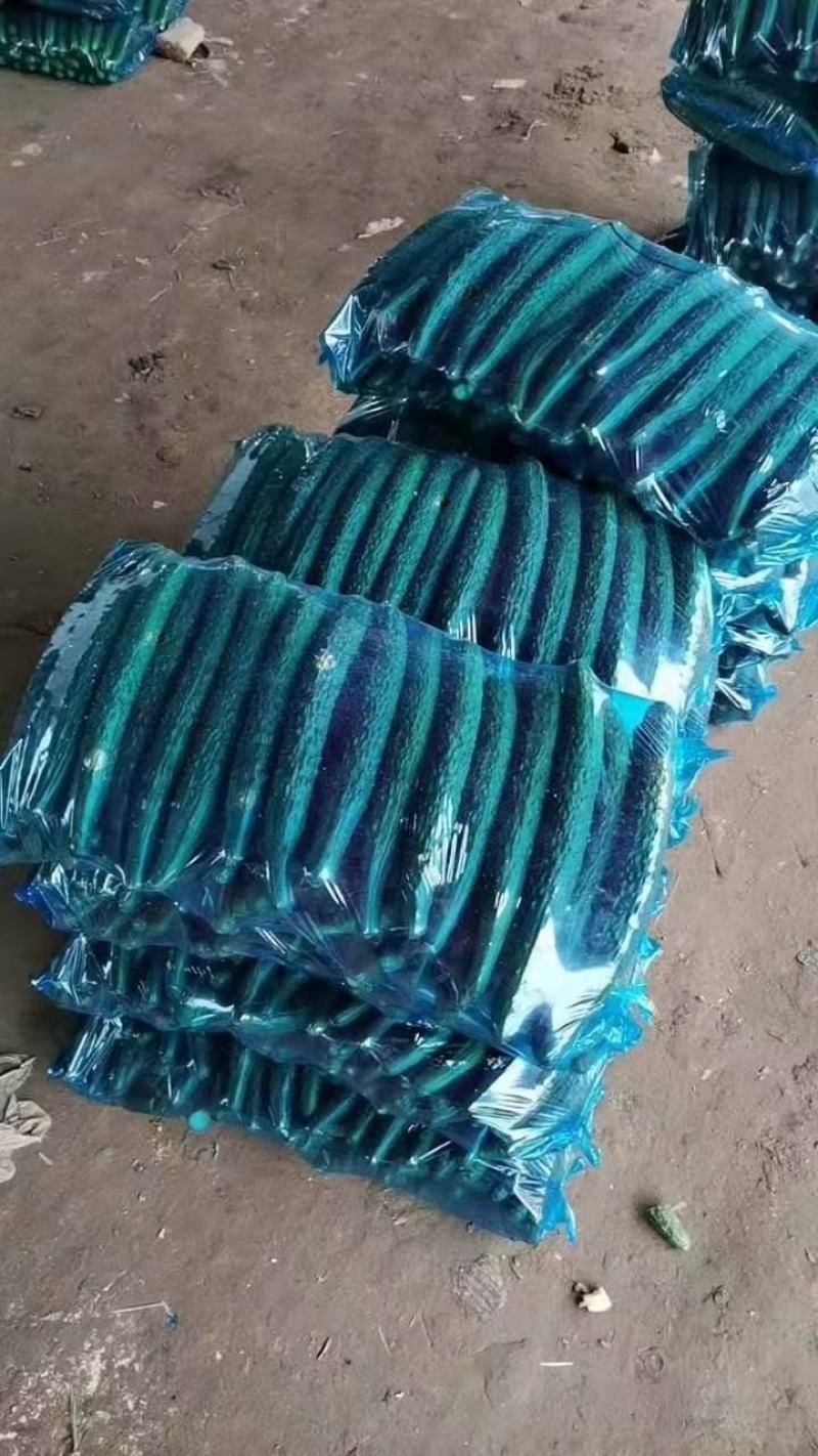 商丘站热销产品精品黑油顶花密刺黄瓜三包质量
