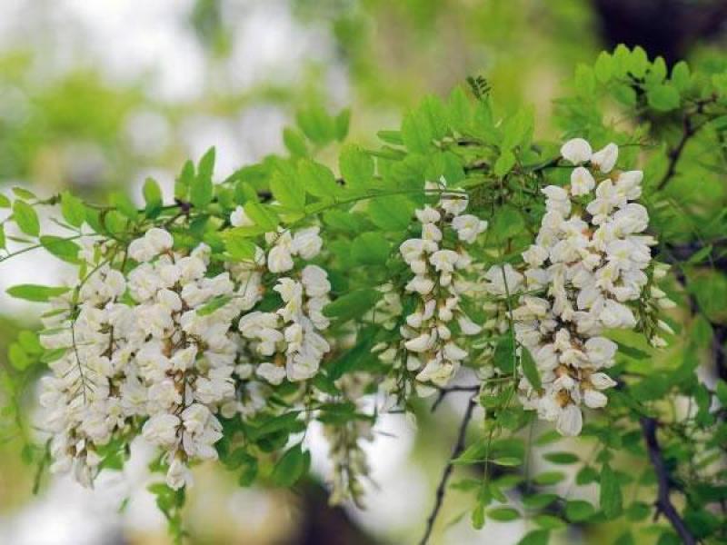 新采刺槐种子白花刺槐树种子紫穗槐洋槐黄花槐种子蜜蜂