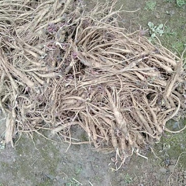 肉独活苗大量供应，有需要的老板联系