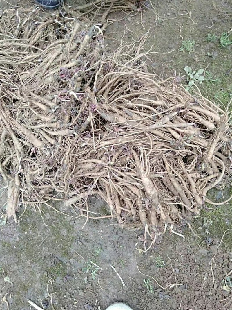 肉独活苗大量供应，有需要的老板联系