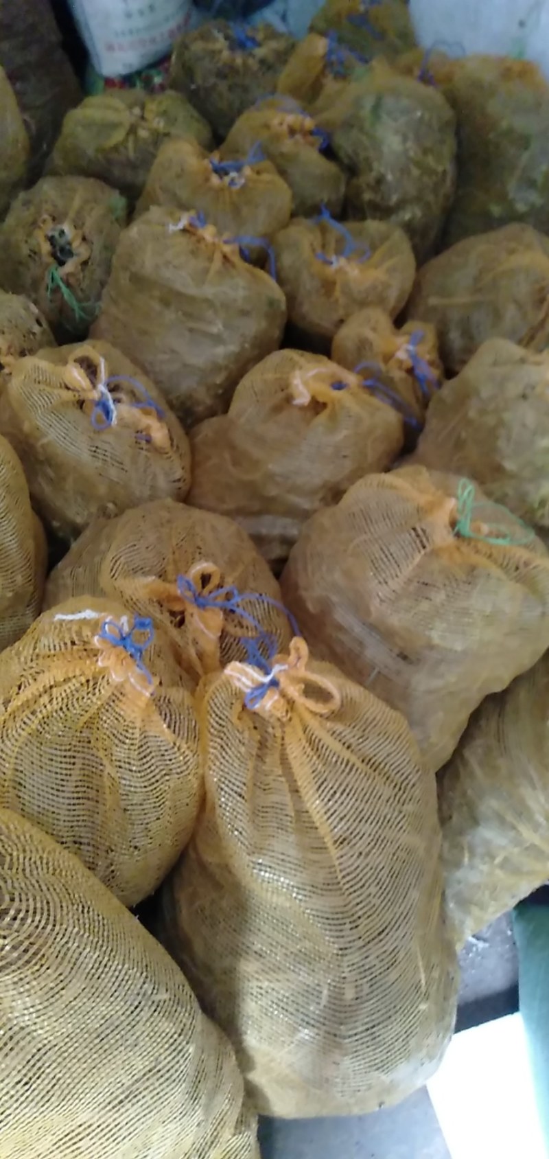 肉独活苗大量供应，有需要的老板联系