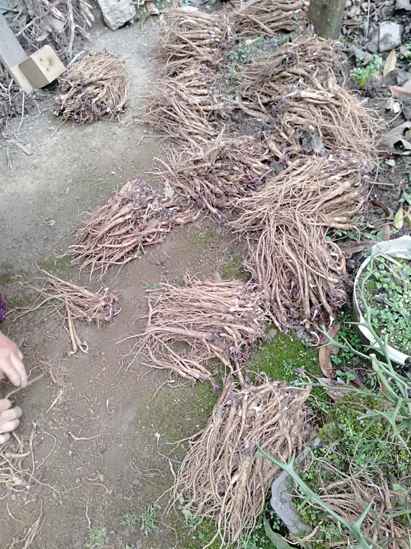 肉独活苗大量供应，有需要的老板联系