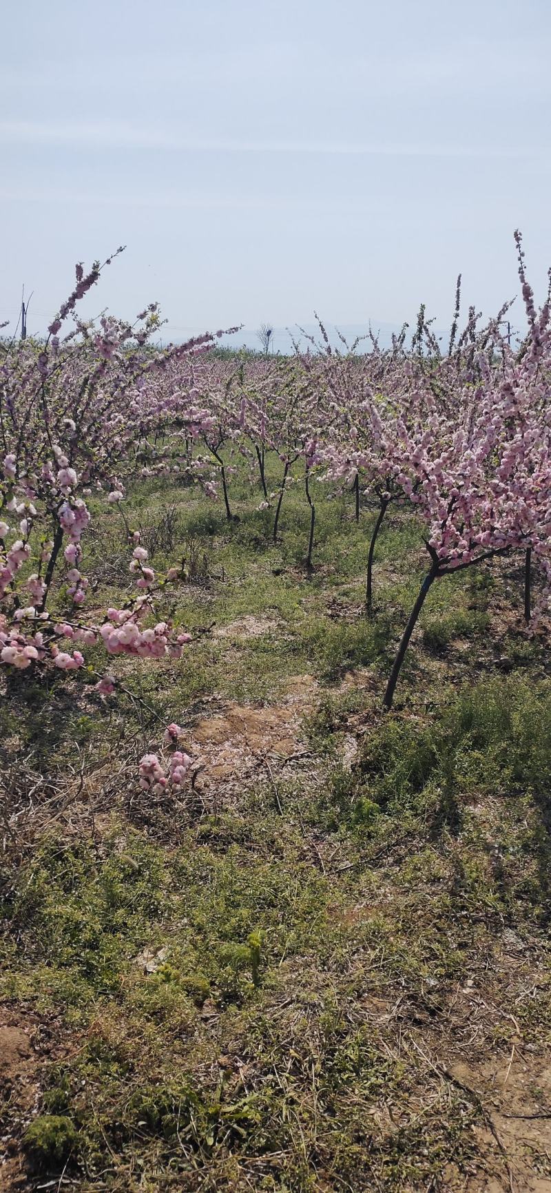 榆叶梅3公分榆叶梅4公分榆叶梅山西榆叶梅价格