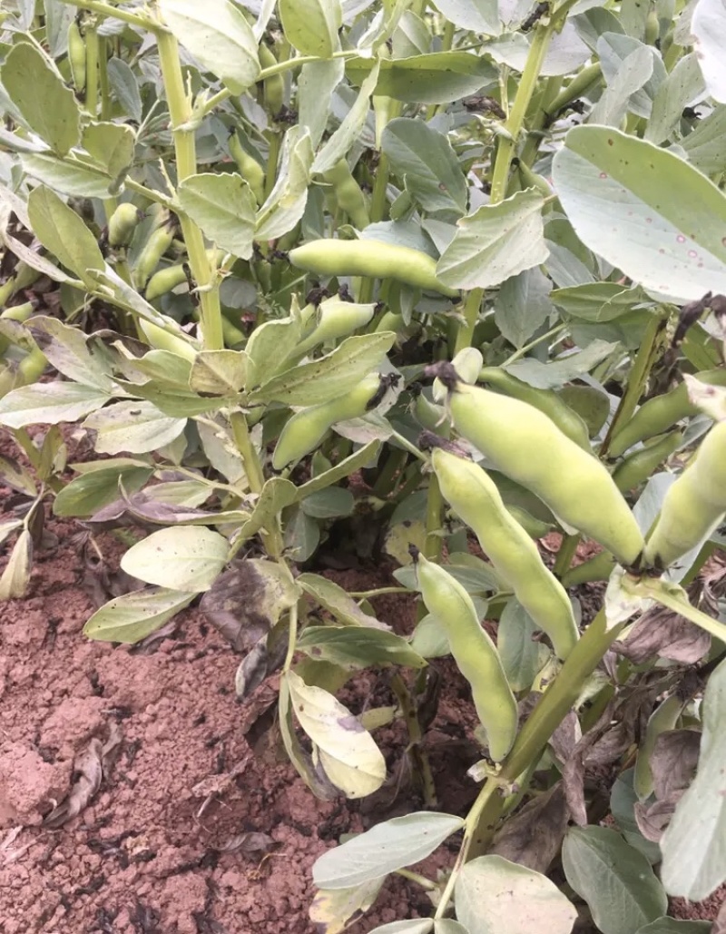 大量新鲜胡豆大白胡豆蚕豆荚，四川金堂本地货