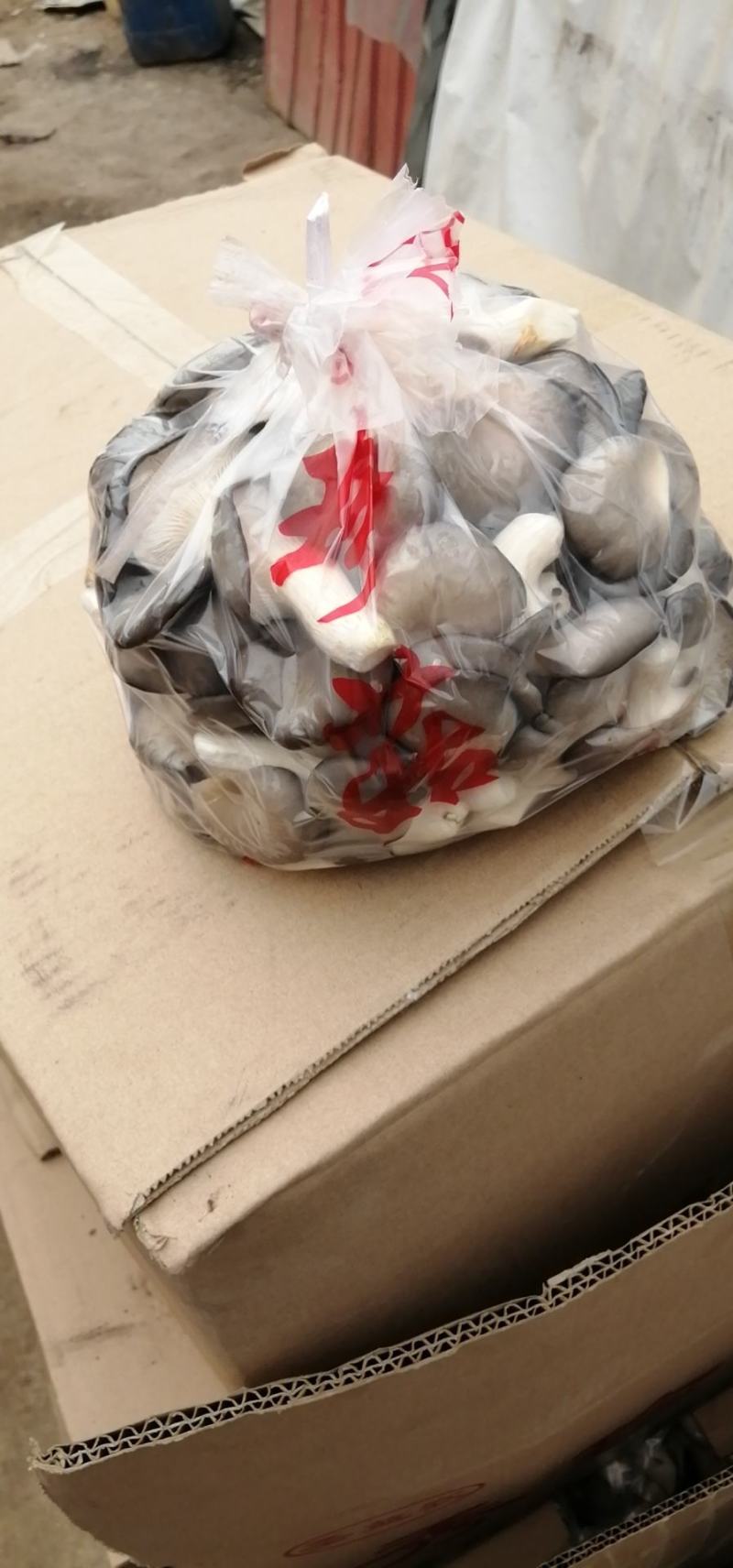 秀珍菇食用菌种植销售