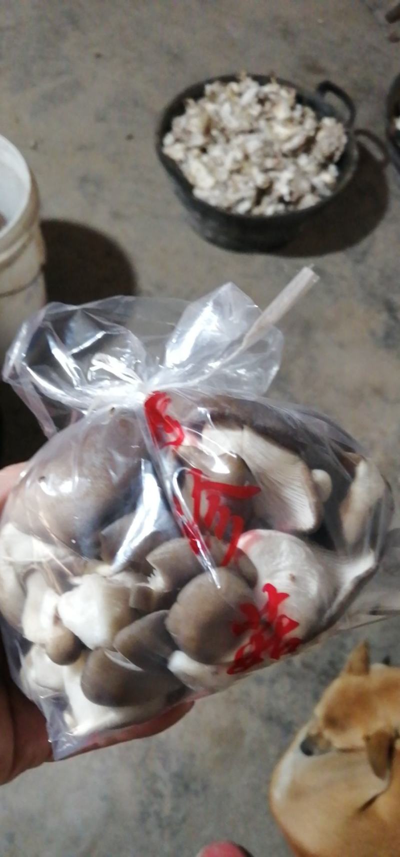 秀珍菇食用菌种植销售