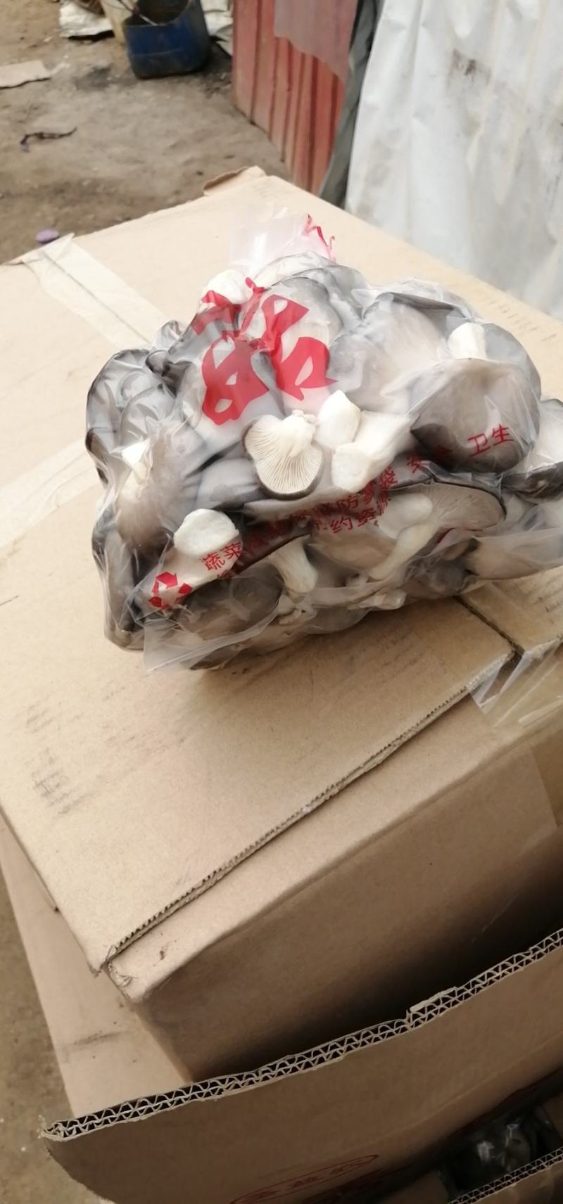 秀珍菇食用菌种植销售