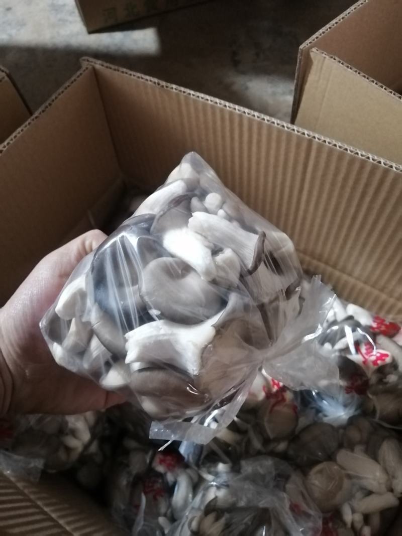 秀珍菇食用菌种植销售