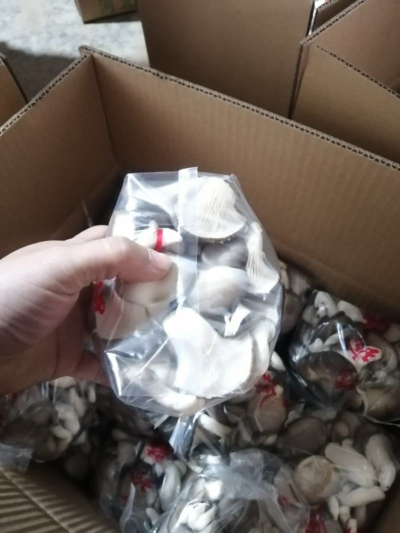 秀珍菇食用菌种植销售