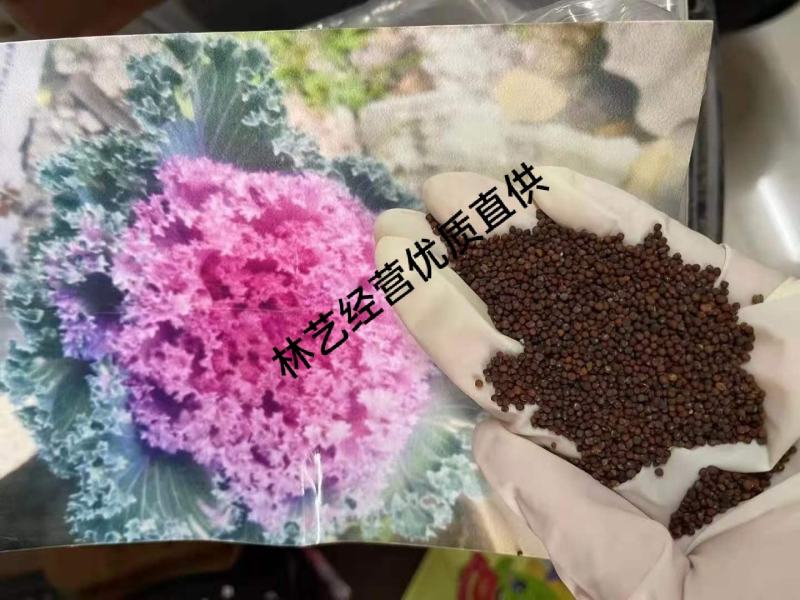 羽衣甘蓝种子观赏食用特菜蔬菜种子叶牡丹花园春秋季阳台盆栽