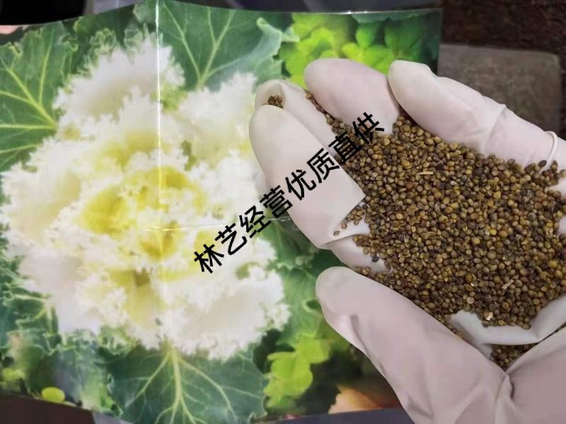 羽衣甘蓝种子观赏食用特菜蔬菜种子叶牡丹花园春秋季阳台盆栽