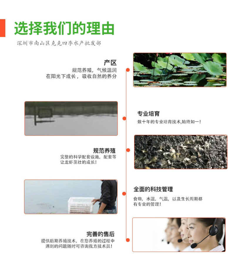 虾苗澳洲淡水龙虾苗鳌虾蓝龙虾苗观赏虾小青龙小龙虾苗