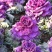 羽衣甘蓝种子观赏食用特菜蔬菜种子叶牡丹花园春秋季阳台盆栽
