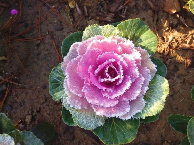 羽衣甘蓝种子观赏食用特菜蔬菜种子叶牡丹花园春秋季阳台盆栽