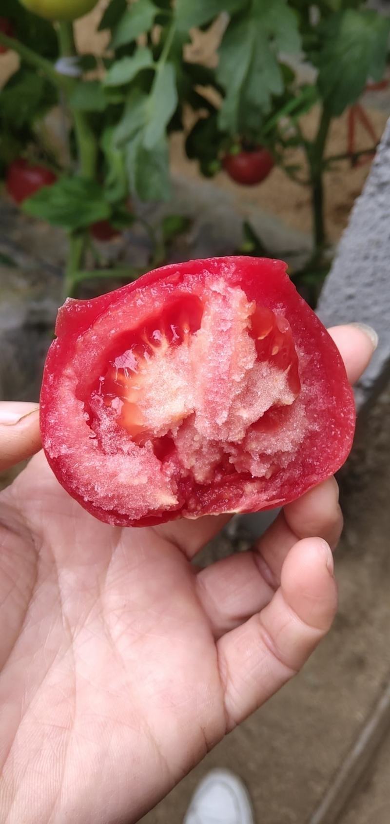 串果有货，中型果。颜色果形硬度都非常好。七千斤欲购从速